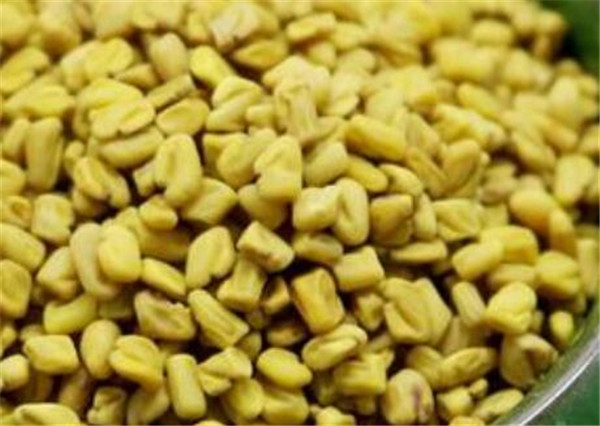 香豆子和苦豆子的区别 胡芦巴种植技术