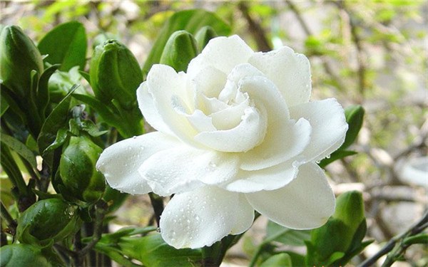 室内养什么花最香 适合室内养的植物