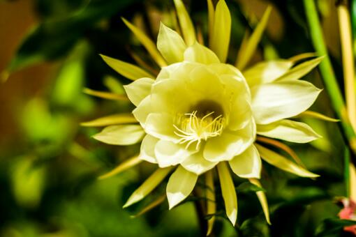 “月下美人”昙花从花苞到开花要多久？养几年能开花？花语是什么？