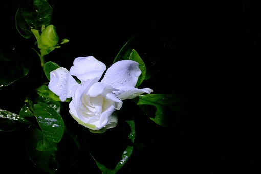 栀子花的花语是什么？栀子花花语大全，每一个都美到哭