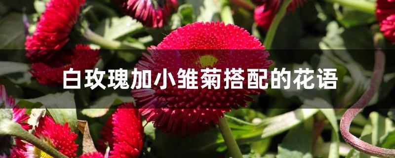 白玫瑰加小雏菊搭配的花语