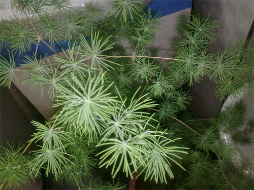 文竹的作用 价格及花语