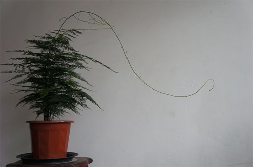 文竹的作用 价格及花语