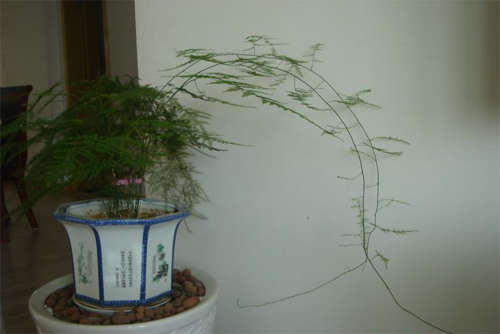 文竹的作用 价格及花语