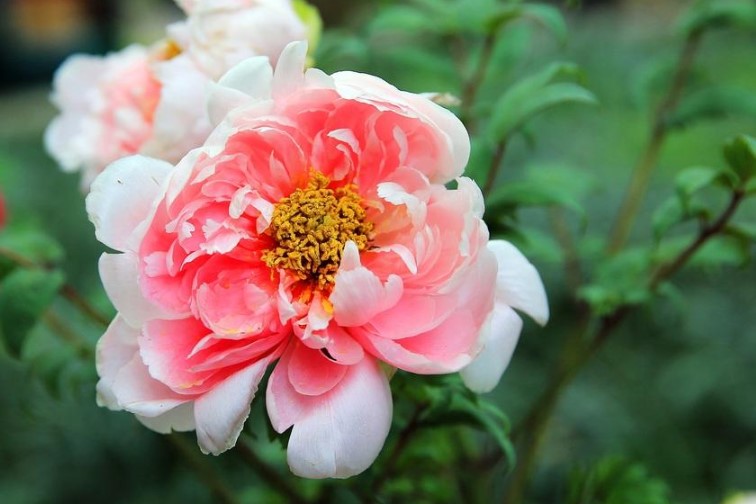 洛阳的市花是什么？