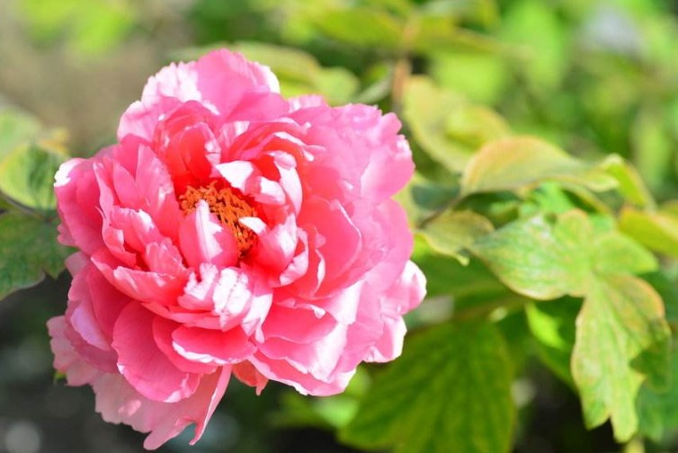 洛阳的市花是什么？