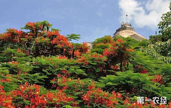 厦门市花是什么花？五月的凤凰木与凤凰花