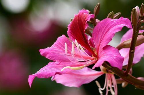 香港的市花是什么？这些你应该要知道