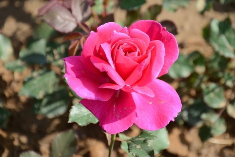 莆田市的市花是什么？