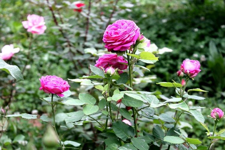 莆田市的市花是什么？
