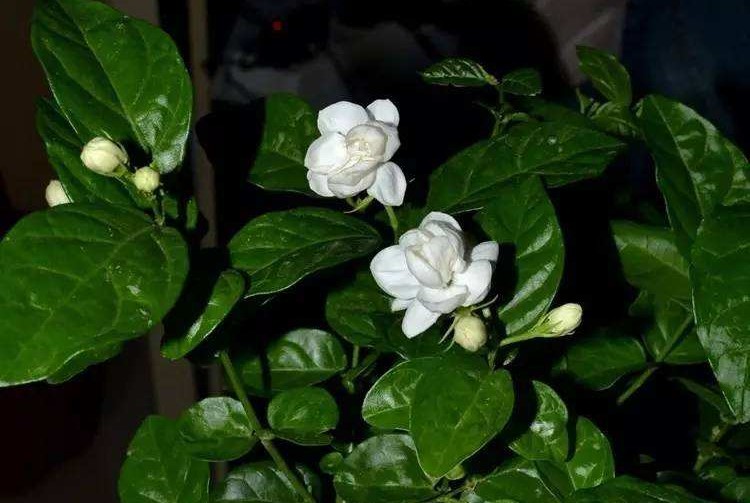 天长市的市花是什么？