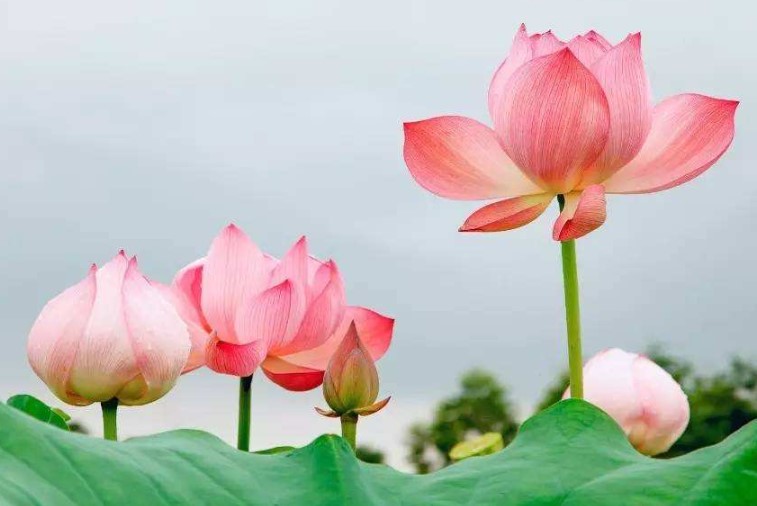 许昌市的市花是什么？