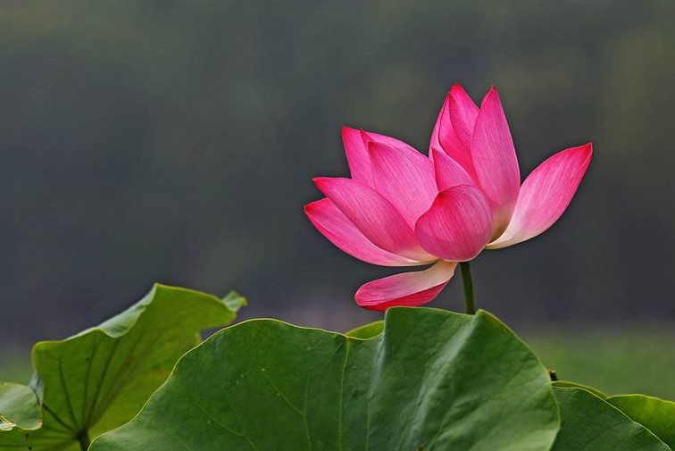 许昌市的市花是什么？
