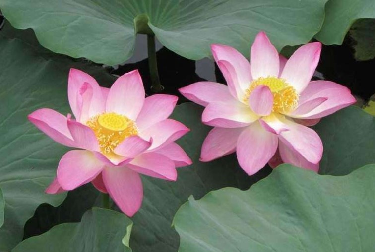 许昌市的市花是什么？