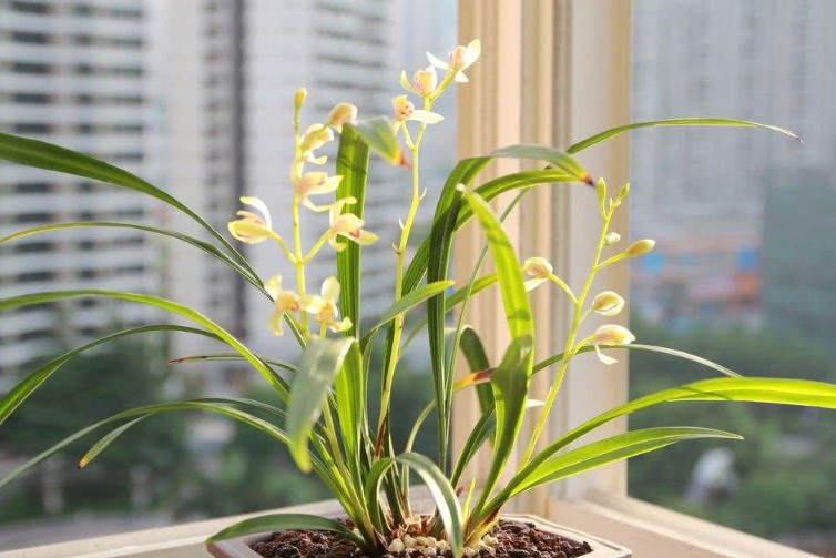 武夷山市的市花是什么？
