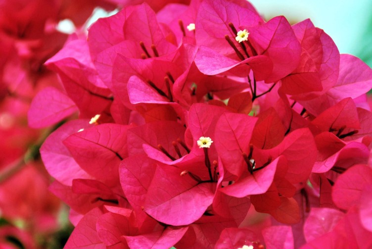 海口市的市花是什么？