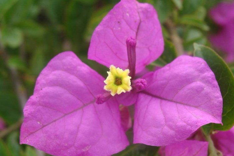 海口市的市花是什么？