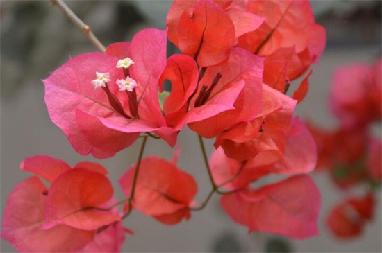 深圳市花是什么？深圳市花是三角梅