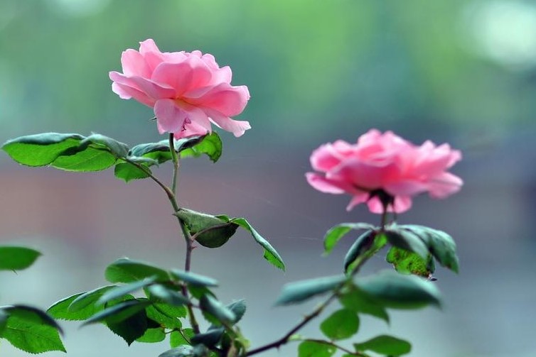 潍坊市的市花是什么？