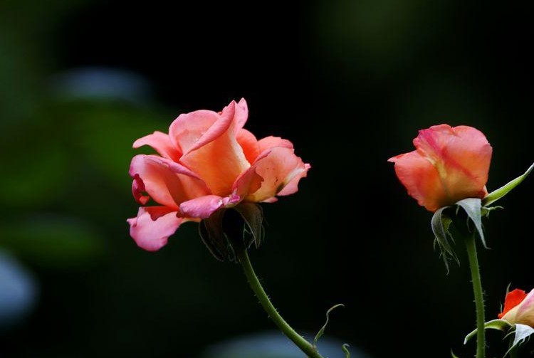 潍坊市的市花是什么？