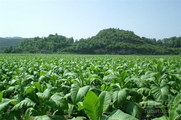 青菜图片和功效