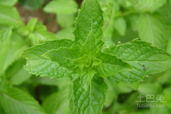 十香菜种植方法以及它的用途