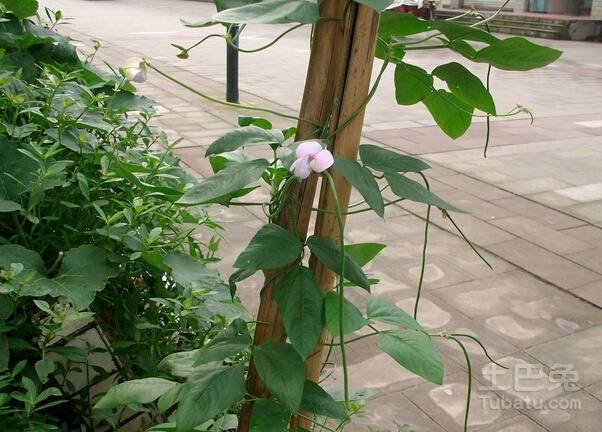 豇豆角图片  豇豆角营养价值以及食用方法简介