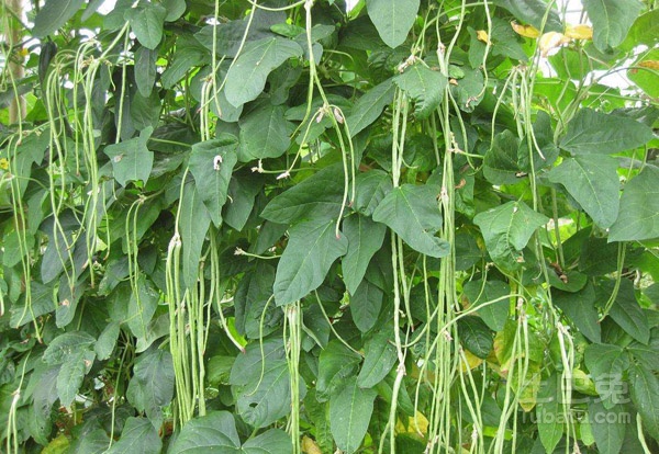 豇豆角图片  豇豆角营养价值以及食用方法简介