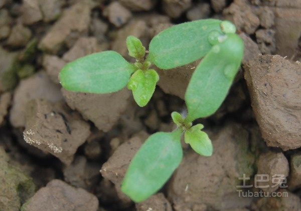 盆栽西红柿的种植方法 阳台种菜美美哒