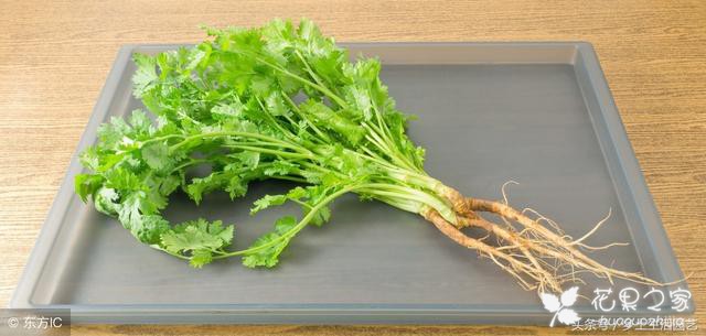 种植芫荽时，做好这些事情，不只出苗快长势还强播种办法病虫害防治