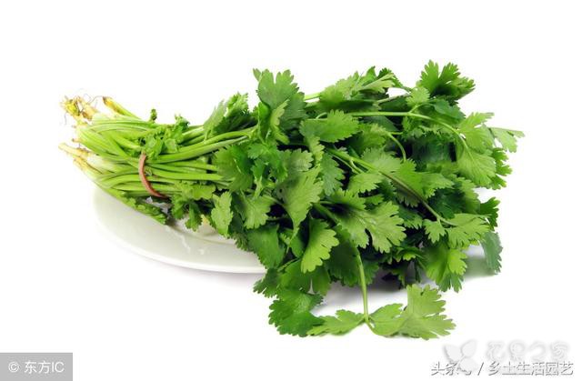 种植芫荽时，做好这些事情，不只出苗快长势还强播种办法病虫害防治