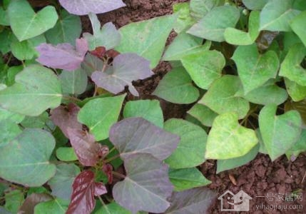 红薯苗种植场地选择  红薯苗种植方法和管理