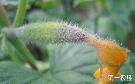 黄瓜病害有哪些？黄瓜常见病害的防治方法