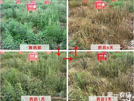 草铵膦能否用于玉米苗后行间除草？