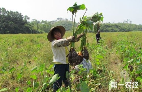 青菜的种类有哪些？青菜种类大全