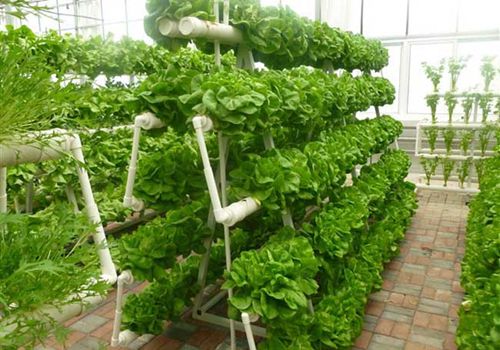 1、无土水体栽培的蔬菜：生菜、油菜、芹菜、甜菜、乌塌菜、矮生番茄、朝天椒、紫背天葵、空心菜、韭菜、蒜苗、油麦菜、樱桃萝卜、曲麻菜，苦苣、苋菜、蕃杏。