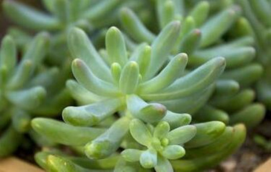玉米石和虹之玉的不同之处