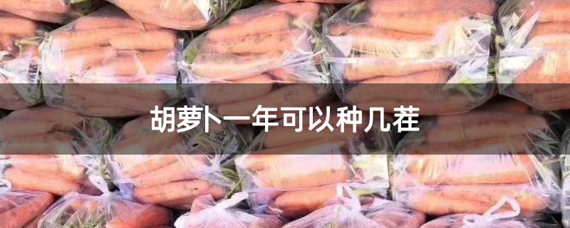 胡萝卜一年可以种几茬