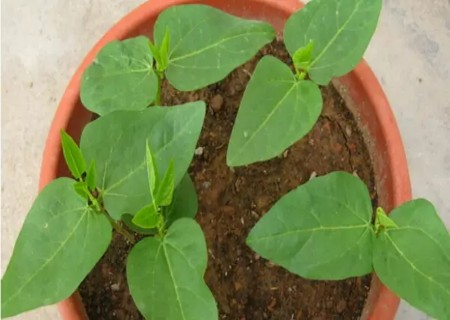 盆栽长豆角种植技术