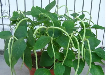 盆栽长豆角种植技术