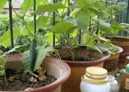 阳台盆栽小黄瓜种植技术方法