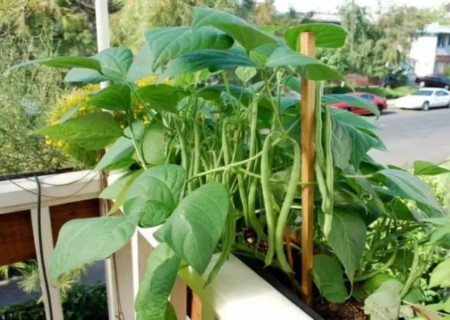 盆栽长豆角种植技术