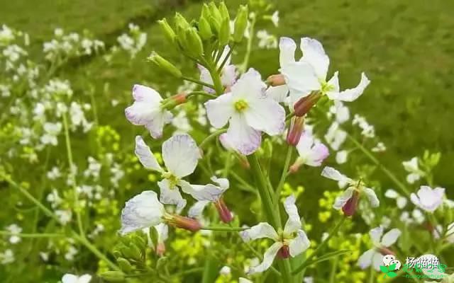 6月19日萝卜花生日花语
