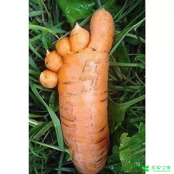 番茄变螃蟹，土豆成田鸡……这些奇葩水果蔬菜，你敢不敢吃！ 。。。