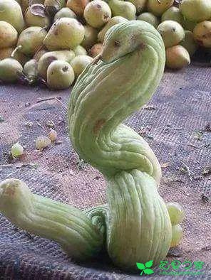 番茄变螃蟹，土豆成田鸡……这些奇葩水果蔬菜，你敢不敢吃！ 。。。