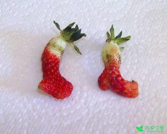 番茄变螃蟹，土豆成田鸡……这些奇葩水果蔬菜，你敢不敢吃！ 。。。