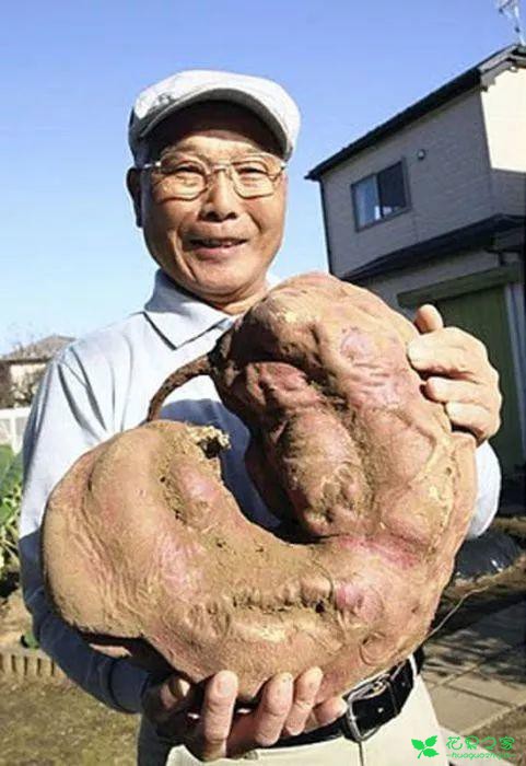 番茄变螃蟹，土豆成田鸡……这些奇葩水果蔬菜，你敢不敢吃！ 。。。