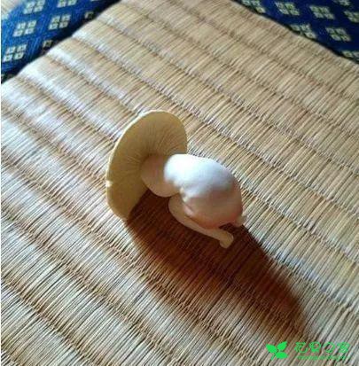 番茄变螃蟹，土豆成田鸡……这些奇葩水果蔬菜，你敢不敢吃！ 。。。