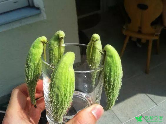 番茄变螃蟹，土豆成田鸡……这些奇葩水果蔬菜，你敢不敢吃！ 。。。