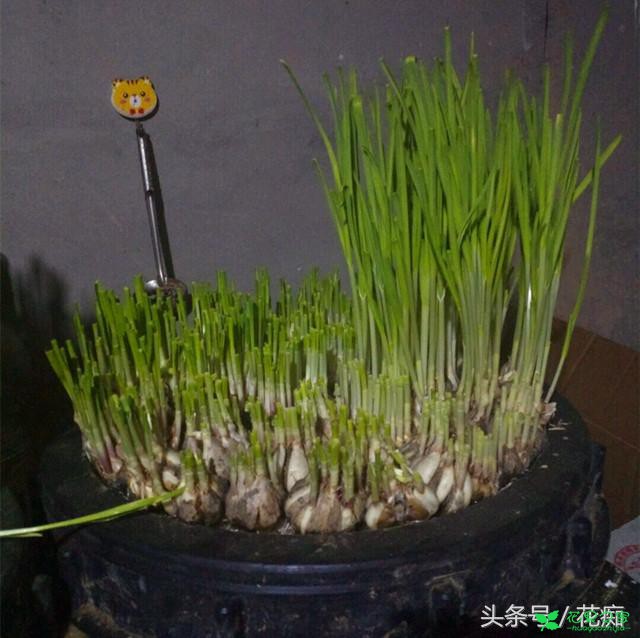 随便种都爆盆的大蒜苗，吃一茬长一茬，新鲜放心，还能当盆栽赏！ 。。。